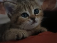 British shorthair silver tabby