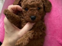 Toy Poodle Yavrular İlk Aşıları Yapıldı