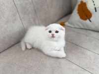 Scottish Fold Güzellikler Hazır