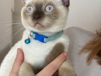 Ücretli scottish fold 5 aylık