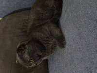 Scottish fold kedime dişi eş arıyorum