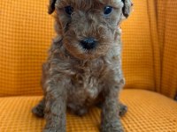 MALTİPOO YAVRULAR (4 TANE MEVCUTTUR)