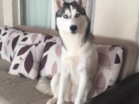 Husky 9 aylık pasaport aşılama tamamlandı