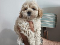 Maltipoo yavruları