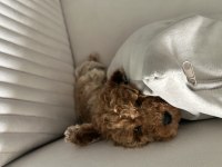 2.5 aylık Toy Poodle