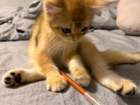 British Shorthair Yavrumuz İçin Ulaşın