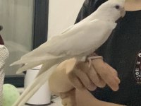 Hazır Kızgın Sultan Papağanı