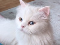 Dişi kedimi çiftleştirmek için erkek kedi arıyorum