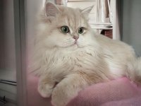Safkan British Longhair