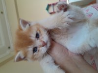 Sağlıklı ve kaliteli Golden british shorthair bebekler