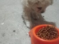 A KALİTE ALBİNO PEKİNEZ YAVRUSU