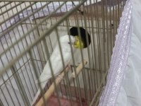 Albino takım muhabbet kuşlar