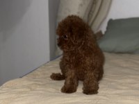 Anne 2700 baba 210 kg orjinal toy poodle kore kan