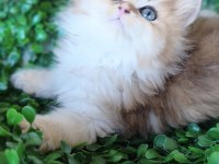 Ny25 dişi british longhair