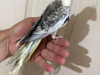 52 GÜNLÜK RENK GÜZELİ PİED BEBEK SULTAN PAPAĞANI