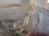 2 yaşında uysal dişi sultan papağanı