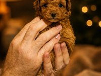 2 Aylık Poodle