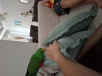 Eclectus erkek 1 yaşında
