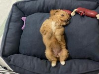 9 haftalık yavru maltipoo