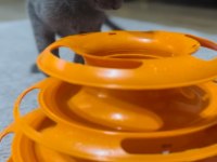 British shorthair 3 Aylık