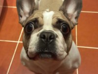 Fransız Bulldog Kızım