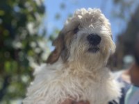 Maltipoo 4 aylık dişi