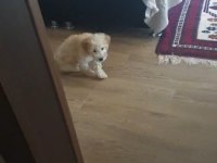Puddle yavru