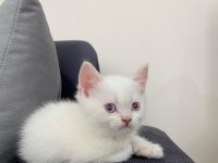 2 aylık scottish kedimiz