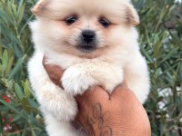 Pomeranian Erkek Köpeğimiz