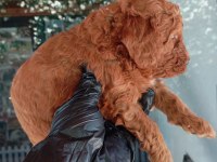 IRK VE SAĞLIK GARANTİ RED BROWN POODLE YAVRULARIM
