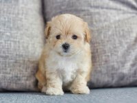 A kalite maltipoo yavrularımız yeni sahiplerini arıyor