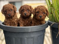 Toy Poodle yavrularımız