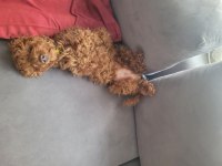 Akıllı oyuncu sağlıklı sevgi dolu bir aile poodle