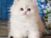 İpeksi tüylü Silver British Longhair 
