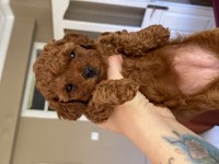 Evde büyüyen Kore Teacup Poodle