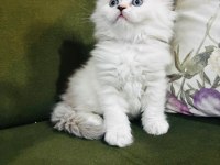 British longhair 3.5 aylık erkek