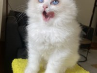 Mükemmel Ragdoll Yavrular