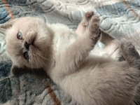Safkan british shorthair AYI SURAT TOP KAFA bebişler