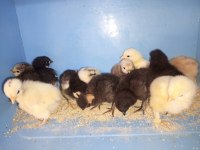 YENİ ÇIKIM CİVCİVLER (8 çeşit)