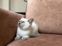 Blue point erkek british shorthair