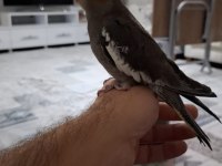 Tam evcil sultan papağanı yavru
