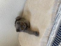 Scottish fold kedim ve yavrusu