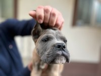 KIF - FCI SCR li Anne ve Babadan Cane Corso yavruları