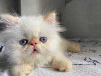 İran Persian 57 Günlük Yavru Kedi