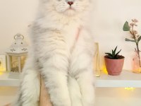 Uyguna British Longhair 7 Aylık Erkek Kedim