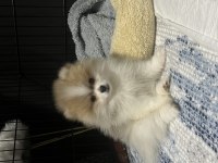 6 AYLIK AŞI VE EĞİTİMLERİ TAM POMERANİAN BOO ERKEK