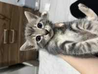 3 kardeş yavru kedileri sahiplendirme
