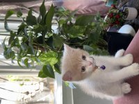 20 günlük scottish fold yavrular rezerve