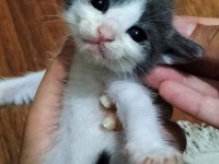 Birbirinden sevimli yavru kedilere yuva olmak ister misiniz?