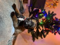 İş Hattı Malinois Yavrularımız